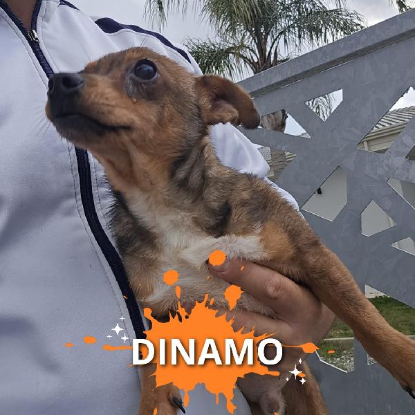 DINAMO Foto 4